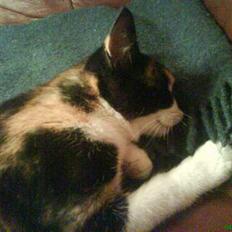 Blanding af racer cirkeline