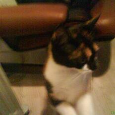 Blanding af racer cirkeline