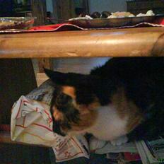 Blanding af racer cirkeline