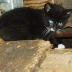 Blanding af racer Tjalfe  - Væk