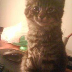 Blanding af racer Napolion