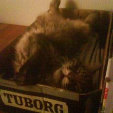 Blanding af racer Napolion