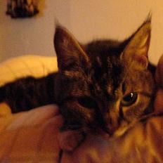 Blanding af racer whisky