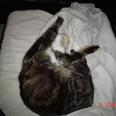 Blanding af racer whisky