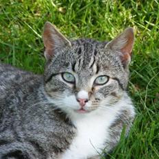 Blanding af racer Bølle