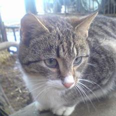 Blanding af racer Bølle