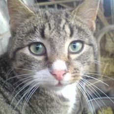 Blanding af racer Bølle