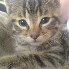 Huskat StoreMis "Tiger"