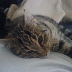 Huskat StoreMis "Tiger"