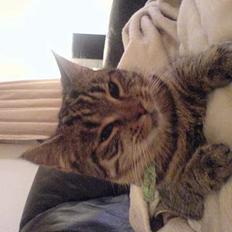 Huskat StoreMis "Tiger"