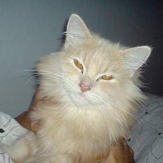 Blanding af racer pjevs