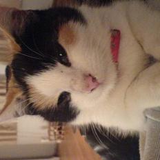 Huskat prinsess Borte :-(