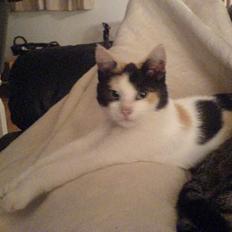 Huskat prinsess Borte :-(