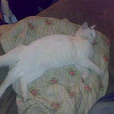 Huskat snehvide givet væk :(