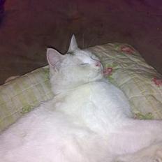 Huskat snehvide givet væk :(