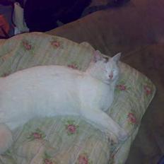 Huskat snehvide givet væk :(