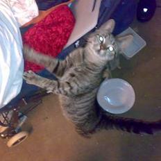 Huskat misling solgt