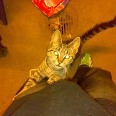 Huskat misling solgt