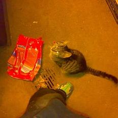 Huskat misling solgt