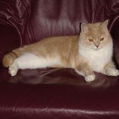 Blanding af racer Duchesse