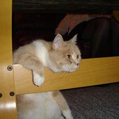 Blanding af racer Duchesse