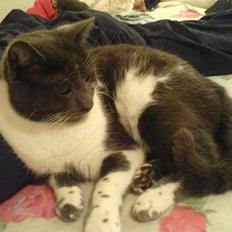 Blanding af racer mister