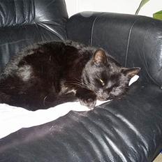 Blanding af racer MissCat