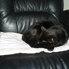 Blanding af racer MissCat