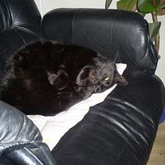 Blanding af racer MissCat