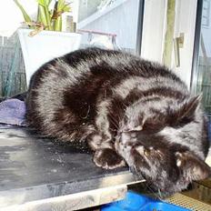 Blanding af racer Bandit