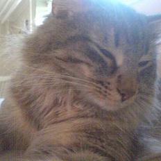 Norsk Skovkat Dk Flotins Tjalfe