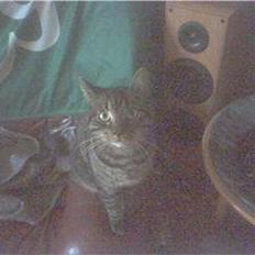 Huskat 'RIP' Buller