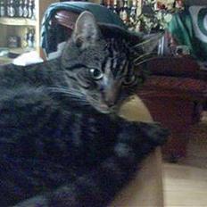 Huskat 'RIP' Buller