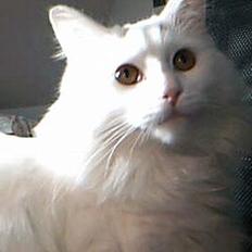 Blanding af racer Fnug