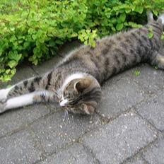 Blanding af racer Elkjær