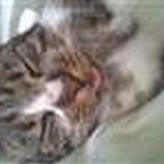 Blanding af racer Elkjær