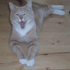 Blanding af racer Vivaldi død 2007