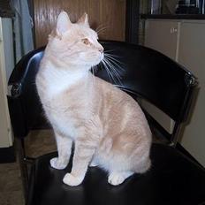 Blanding af racer Vivaldi død 2007