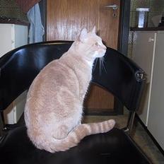 Blanding af racer Vivaldi død 2007