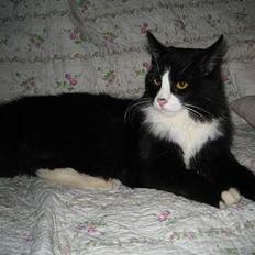 Blanding af racer Lucifer  (DØD)