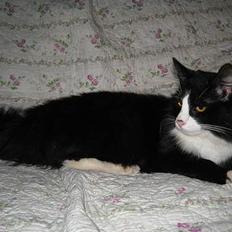 Blanding af racer Lucifer  (DØD)