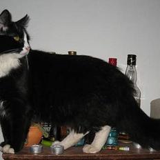 Blanding af racer Lucifer  (DØD)