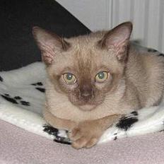 Burmeser Why Forget Doo