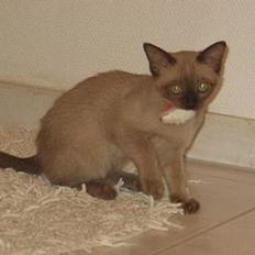 Burmeser Why Forget Doo