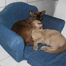 Burmeser Why Forget Doo