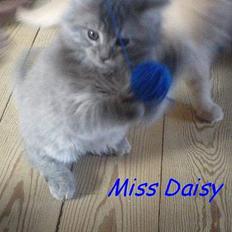 Maine Coon Miss Daisy