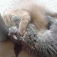 Maine Coon Miss Daisy