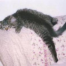 Blanding af racer Signe