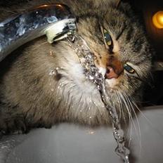 Blanding af racer Signe