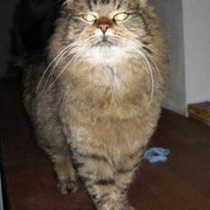 Blanding af racer Signe